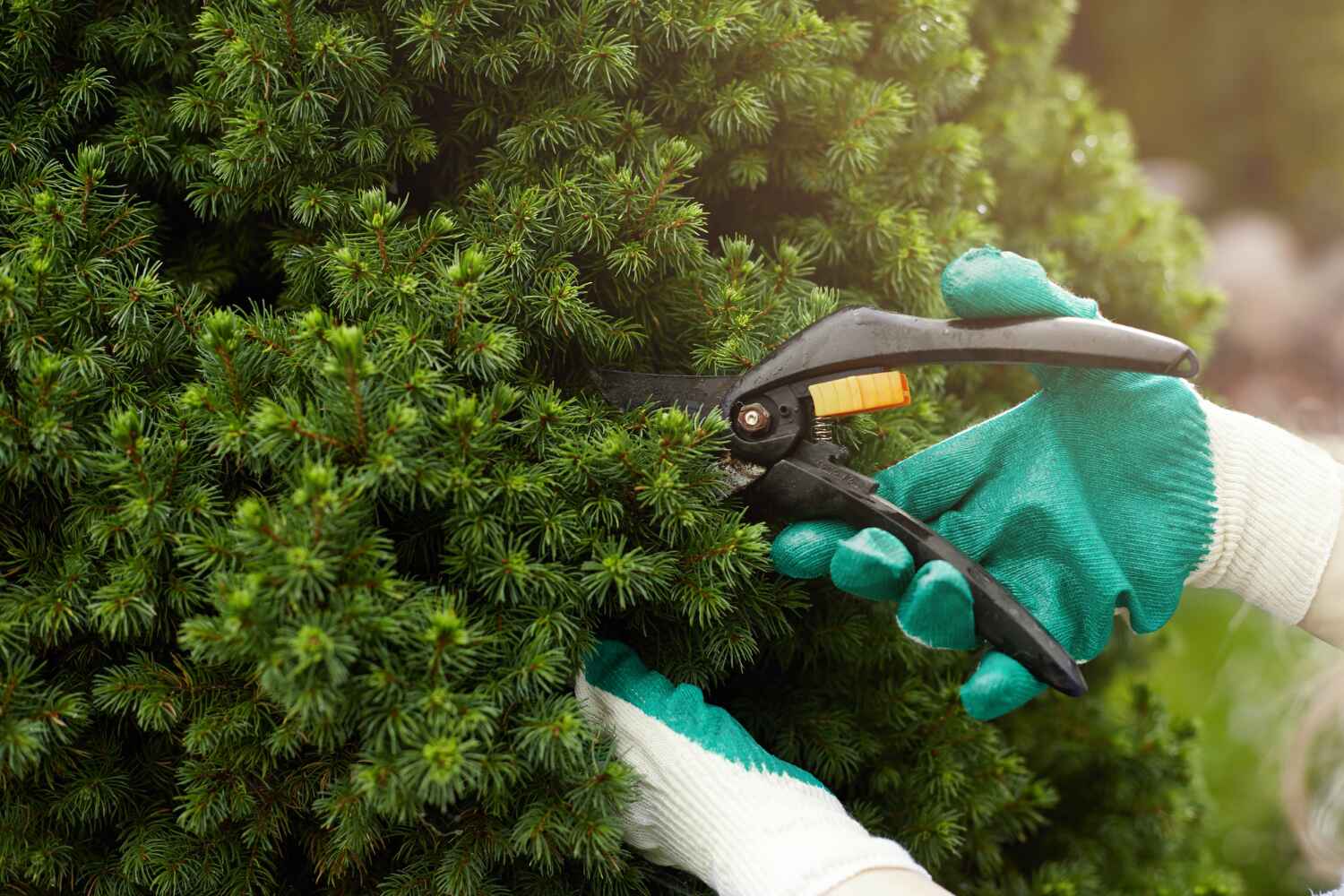 The Steps Involved in Our Tree Care Process in Harrison, AR